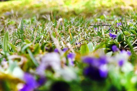 Violets on Blur background Stock Photos