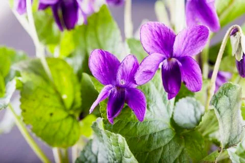 Violets in a bunch Stock Photos