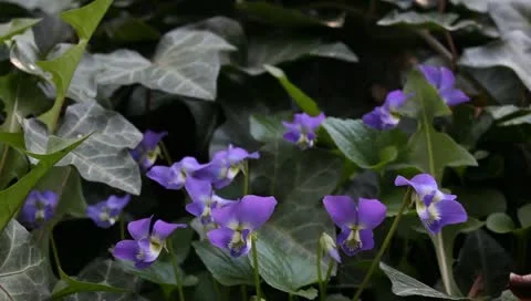Violets close-up Stock Footage 11019785