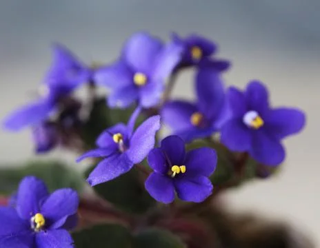 Violets close-up Stock Photos