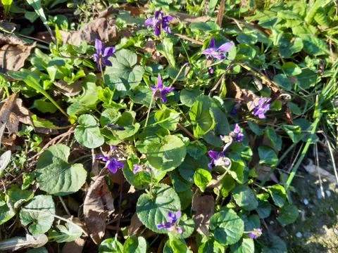 Violets in February Stock Photos