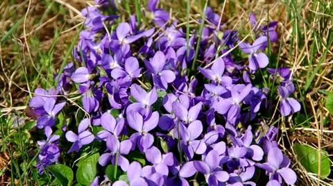 Violets flower Stock Footage 36535318