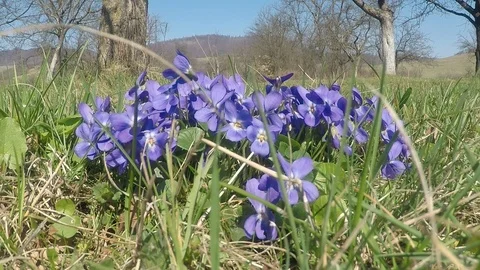 Violets flower Stock Footage 126054979