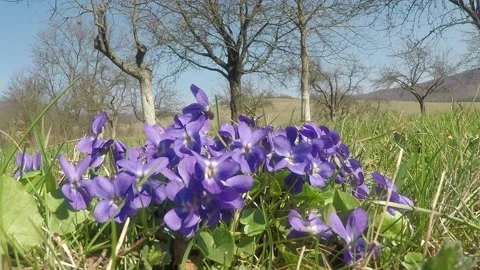 Violets flower Stock Footage 130211768