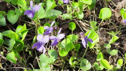 Violets flowers blooming in spring meadow.spring time in forest. Stock Footage 153024564