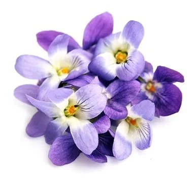 Violets flowers isolated . Stock Photos