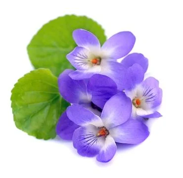 Violets flowers isolated Stock Photos