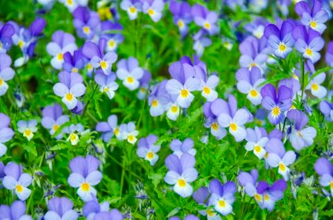 Violets Flowers Pattern Stock Photos