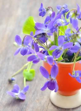 Violets flowers (viola odorata) Stock Photos