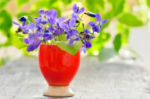Violets flowers (Viola odorata) Stock Photos