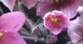 Violets HD Footage