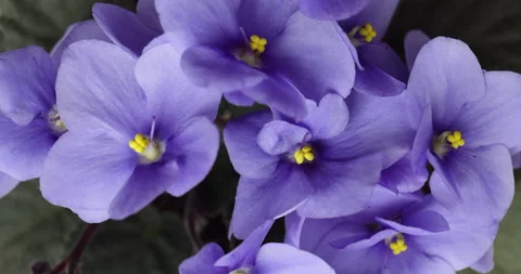 Violets forest 库存影片 182330307