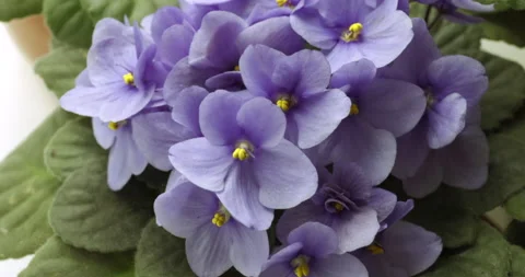 Violets forest Stock Footage 185941260