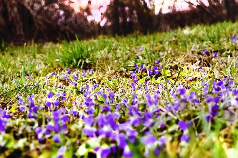 Violets in the forest Stock Photos