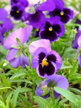 Violets in the garden Stock Photos