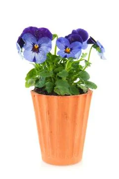 Violets for the garden Stock Photos