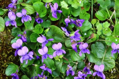Violets in the garden Stock Photos