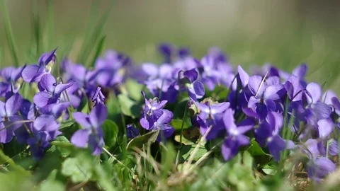 Violets in the grass Stock Footage 75455453