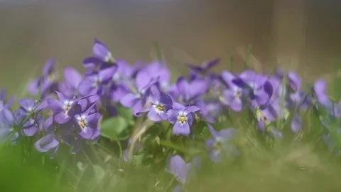 Violets in the grass Stock Footage 75455577