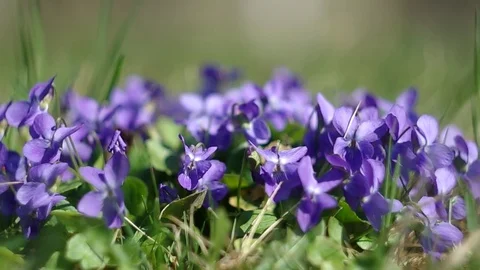 Violets in the grass Stock Footage 75940874