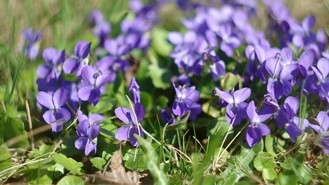 Violets in the grass Stock Footage 75940938
