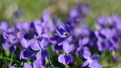 Violets in the grass Stock Footage 75941014