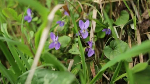 Violets  in a green meadow Stock Footage 169369975