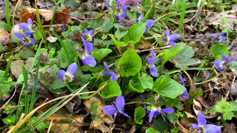 Violets maedow, early blue spring flowers, small springtine wildflowers and Stock Footage 237009009