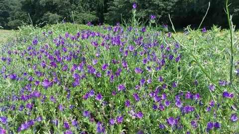 Violets in the meadow 스톡 동영상 245485501