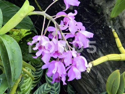 Violets Stock Photos