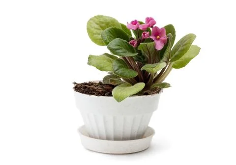 Violets Stock Photos