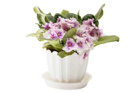 Violets Stock Photos