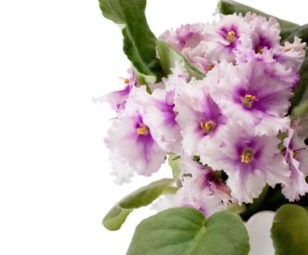 Violets Stock Photos