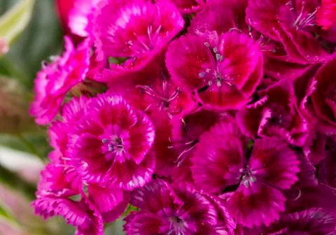 Violets Stock Photos