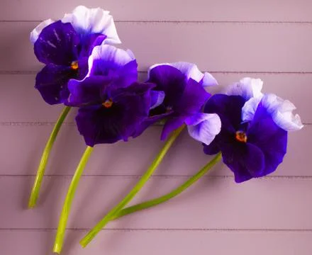 Violets Stock Photos