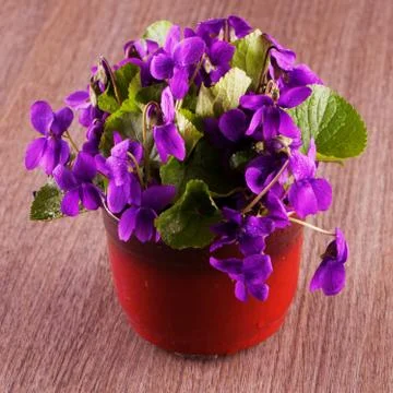 Violets Stock Photos