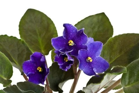 Violets Stock Photos