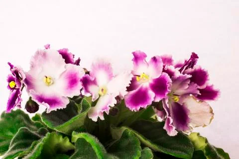 Violets Stock Photos