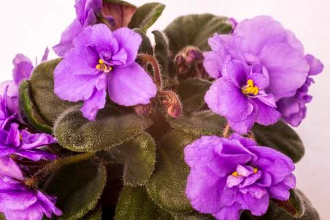 Violets Stock Photos