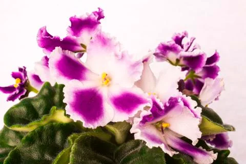 Violets Stock Photos