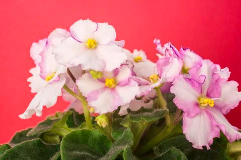 Violets Stock Photos