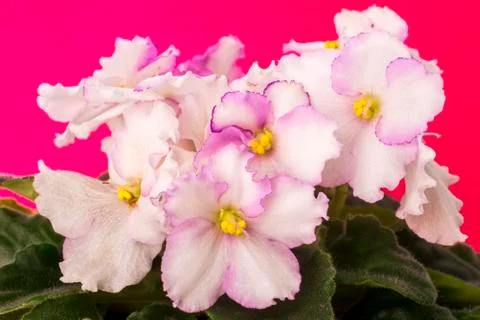 Violets Stock Photos