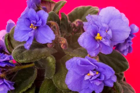 Violets Stock Photos