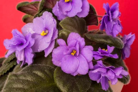 Violets Stock Photos