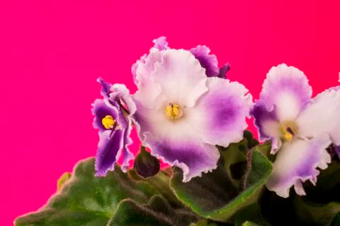 Violets Stock Photos