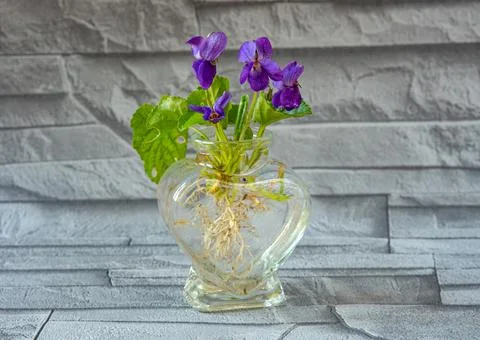 Violets Stock Photos