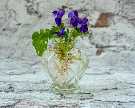 Violets Stock Photos