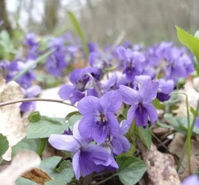 Violets Stock Photos