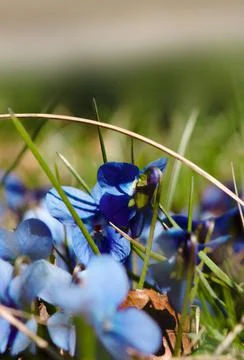 Violets in the spring in the foreground Stock Photos