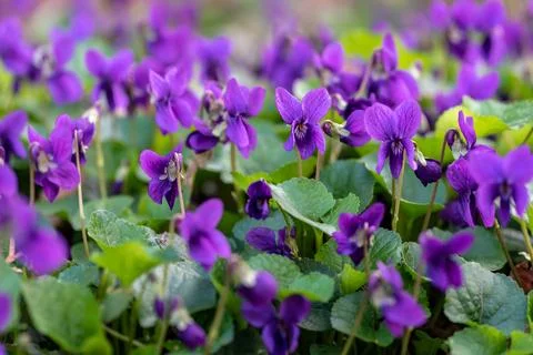 Violets in spring Stock Photos